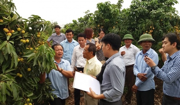 Nhật Bản chính thức cho phép nhập khẩu quả vải của Việt Nam